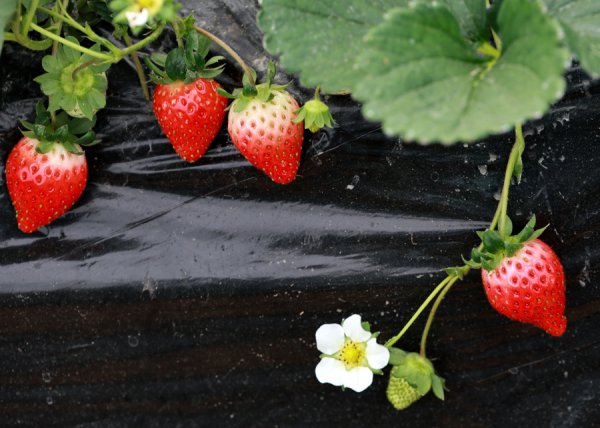金山冬日草莓“抢鲜”上市