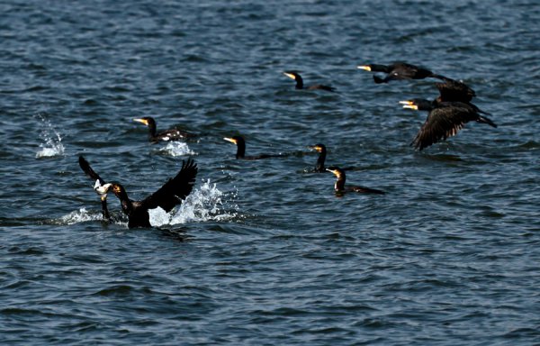 不雅鸟正其时！斑嘴鸭、海鸬鹚等冬候鸟皆聚金山